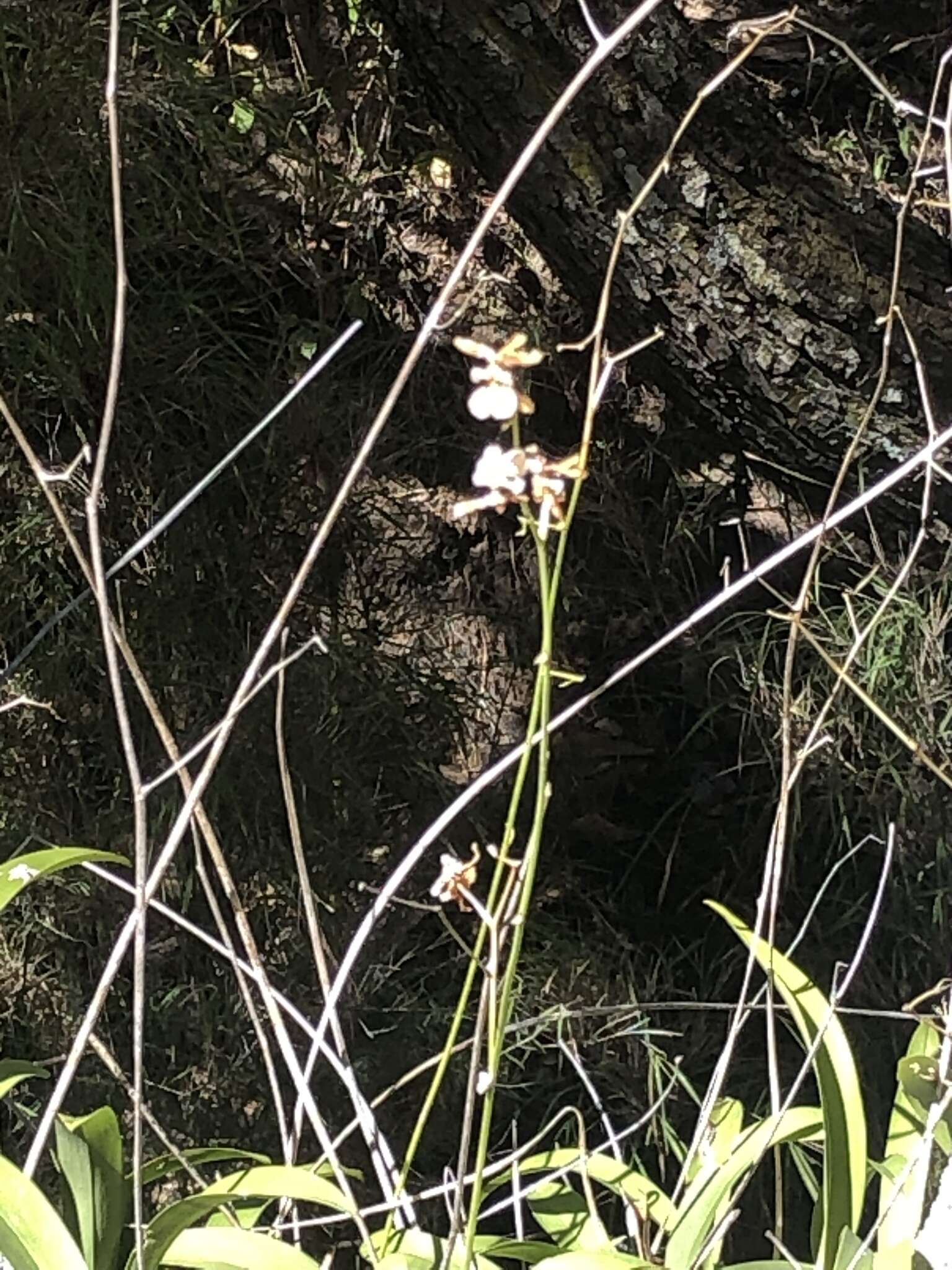 Image of Oncidium reflexum Lindl.