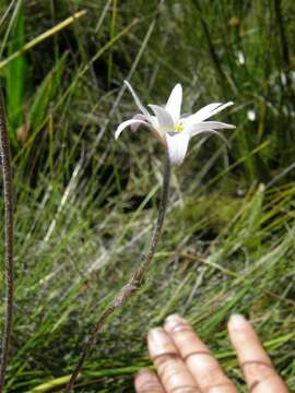 Image of Knowltonia tenuifolia (L. fil.) Mosyakin