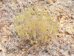 Imagem de Artemisia pauciflora