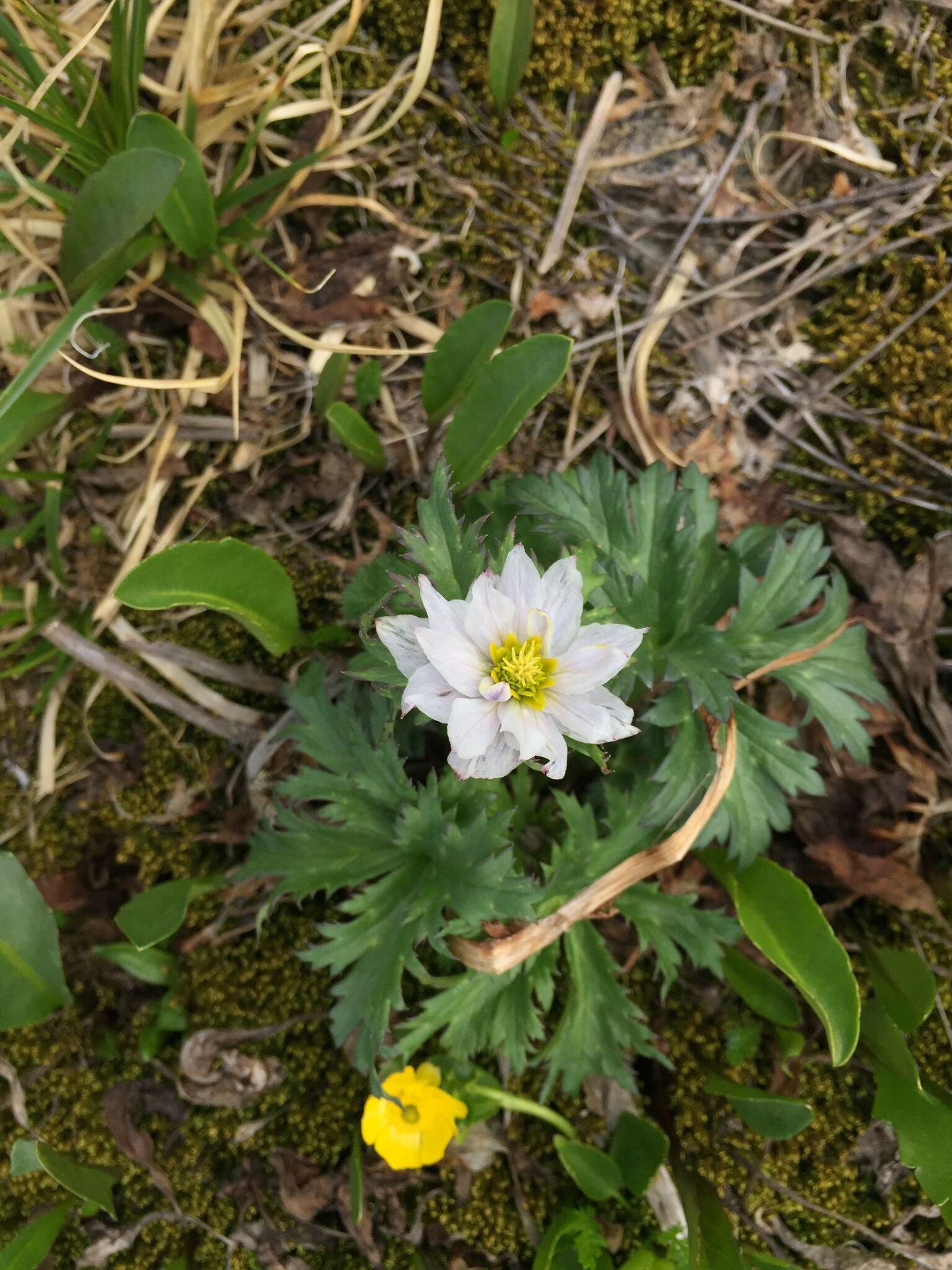 Image of Trollius lilacinus Bunge