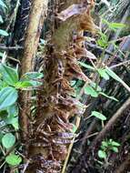 Imagem de Dryopteris unidentata var. paleacea (Hillebr.) Fraser-Jenk.