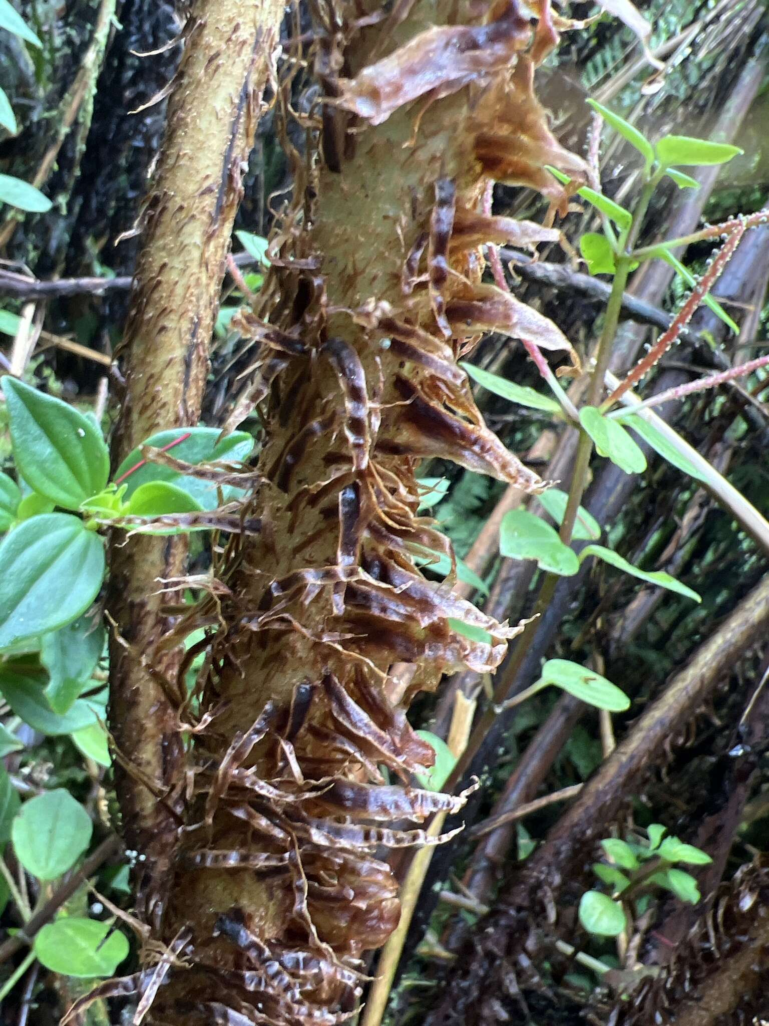 Plancia ëd Dryopteris unidentata var. paleacea (Hillebr.) Fraser-Jenk.