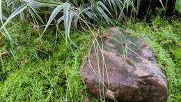 Image of wild garlic