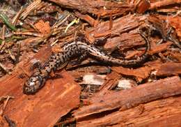 Image of Plethodon welleri Walker 1931