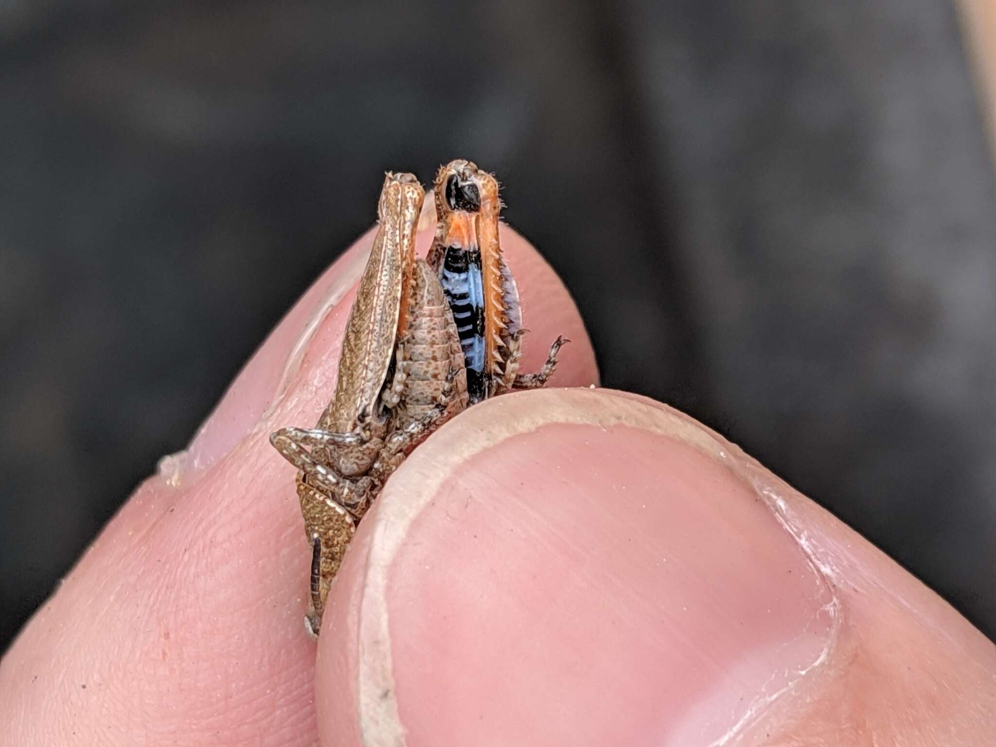 Слика од Pardalophora phoenicoptera (Burmeister & H. 1838)