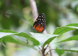 Imagem de Tithorea tarricina pinthias Godman & Salvin 1878