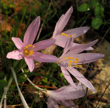 Image of Colchicum stevenii Kunth