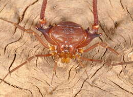 Image of Krateromaspis Carvalho & Kury 2021