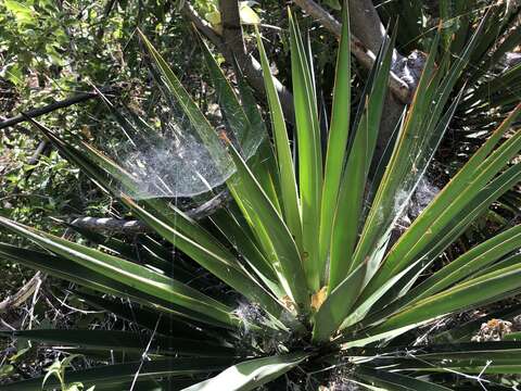 Image of Yucca capensis L. W. Lenz