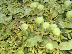 Image of Asterella bolanderi (Austin) Underw.