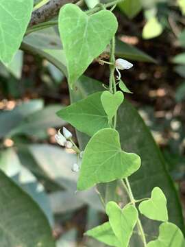 Image of Cynanchum mossambicense K. Schum.