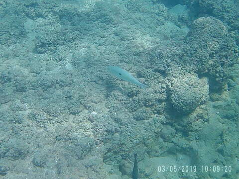 Image of Yellowstripe goatfish