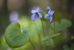 Image of dwarf marsh violet