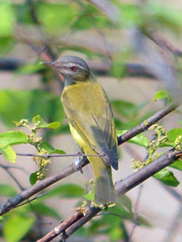 Слика од Vireo flavoviridis (Cassin 1851)