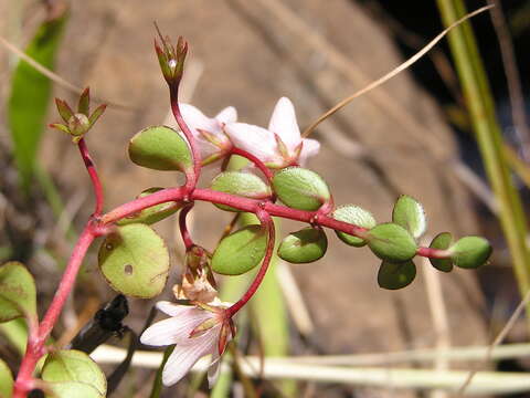 Sivun Lysimachia huttonii (Harv.) U. Manns & Anderb. kuva