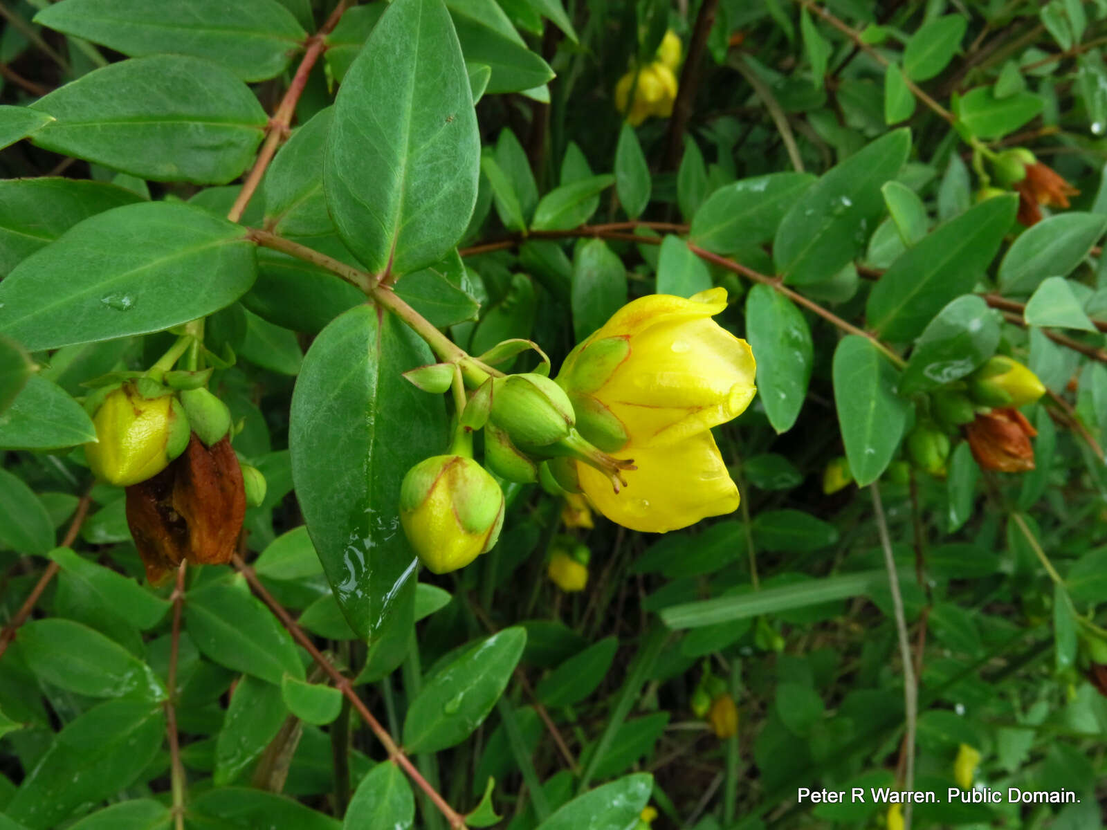 Image of Hypericum forrestii (Chitt.) N. Robson