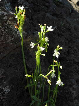 Image of Wahlenbergia lobelioides (L. fil.) Link