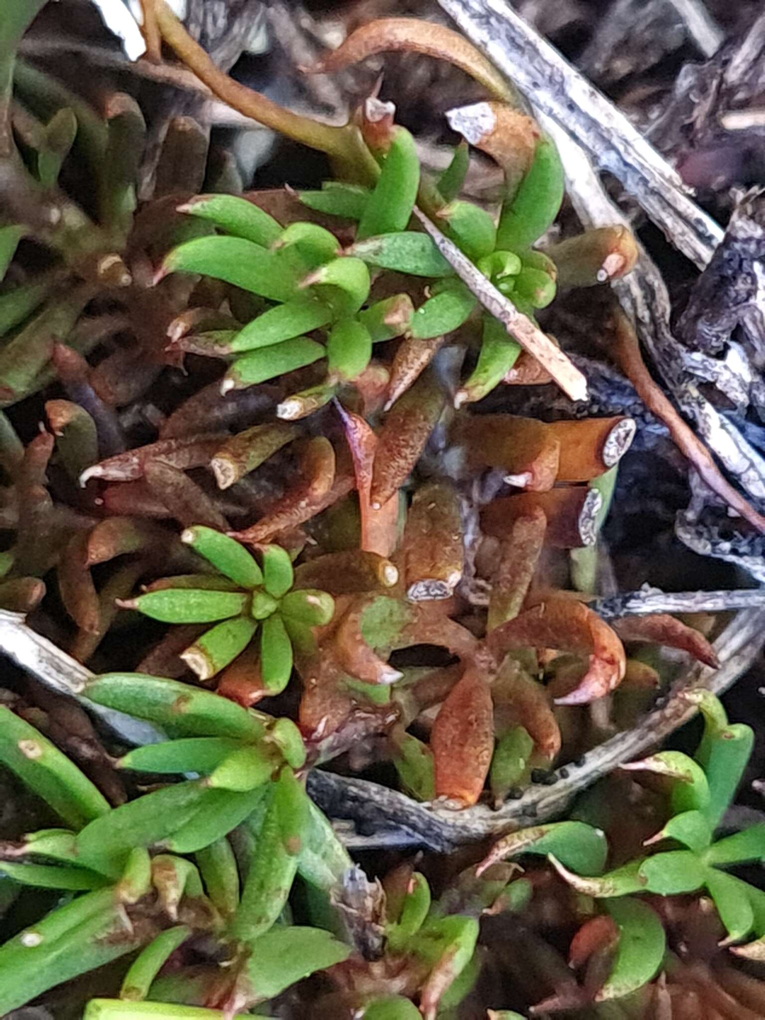 Image de Coprosma talbrockiei L. B. Moore & R. Mason