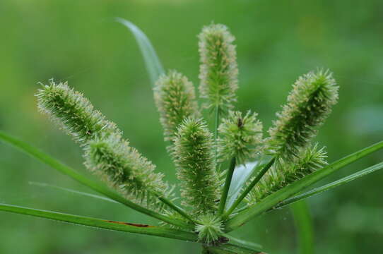 Слика од Cyperus cyperoides (L.) Kuntze