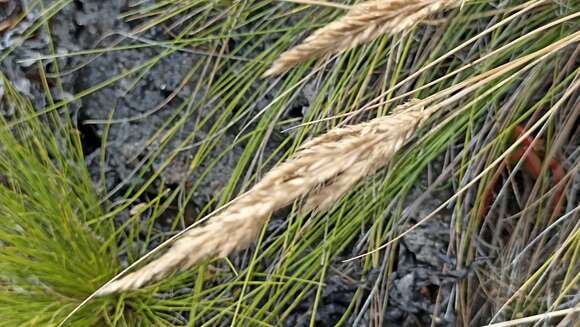 Слика од Festuca petraea Guthnick ex Seub.