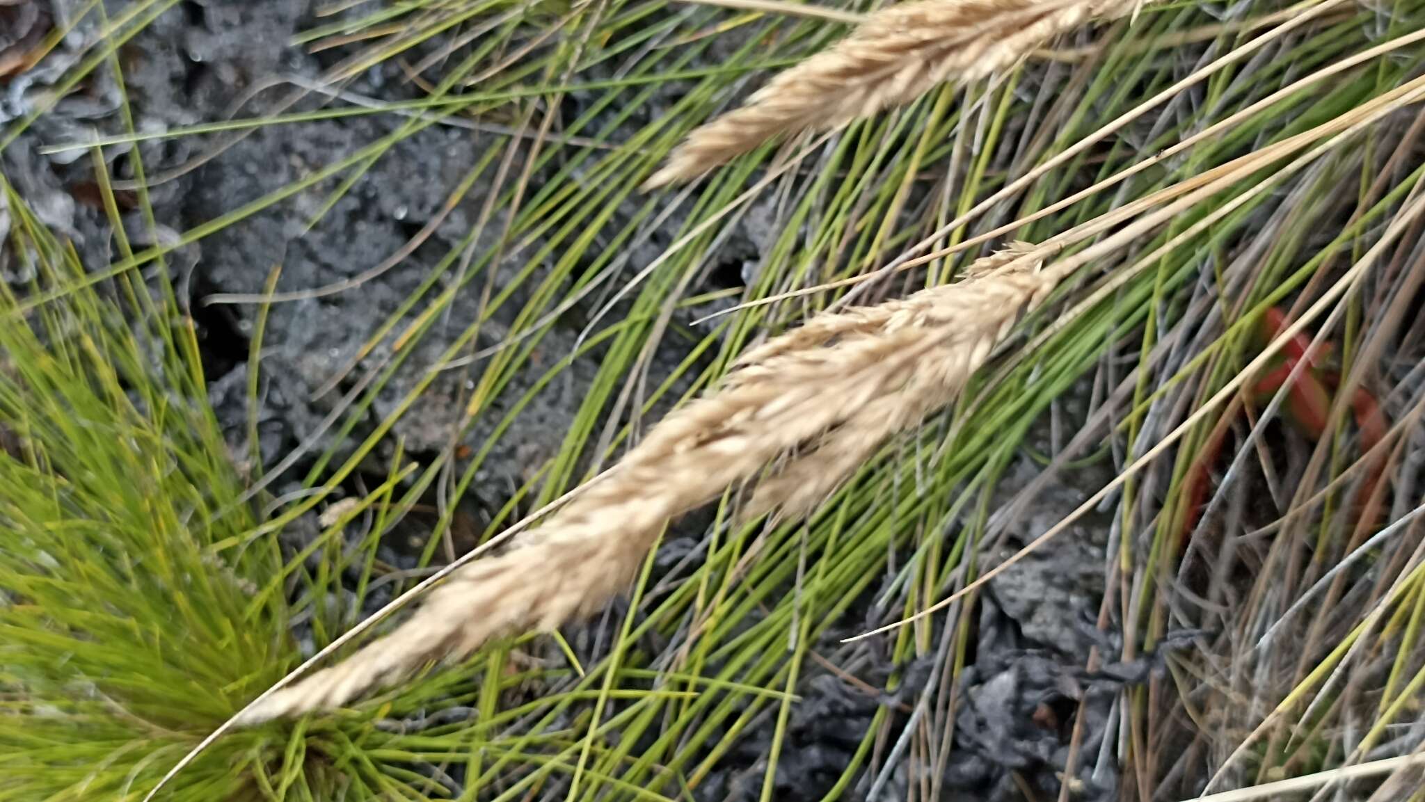 Image of Festuca petraea Guthnick ex Seub.