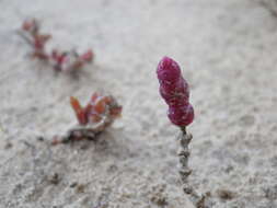 Image of Salicornia perennans Willd.