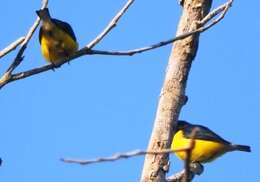 Image of Euphonia godmani