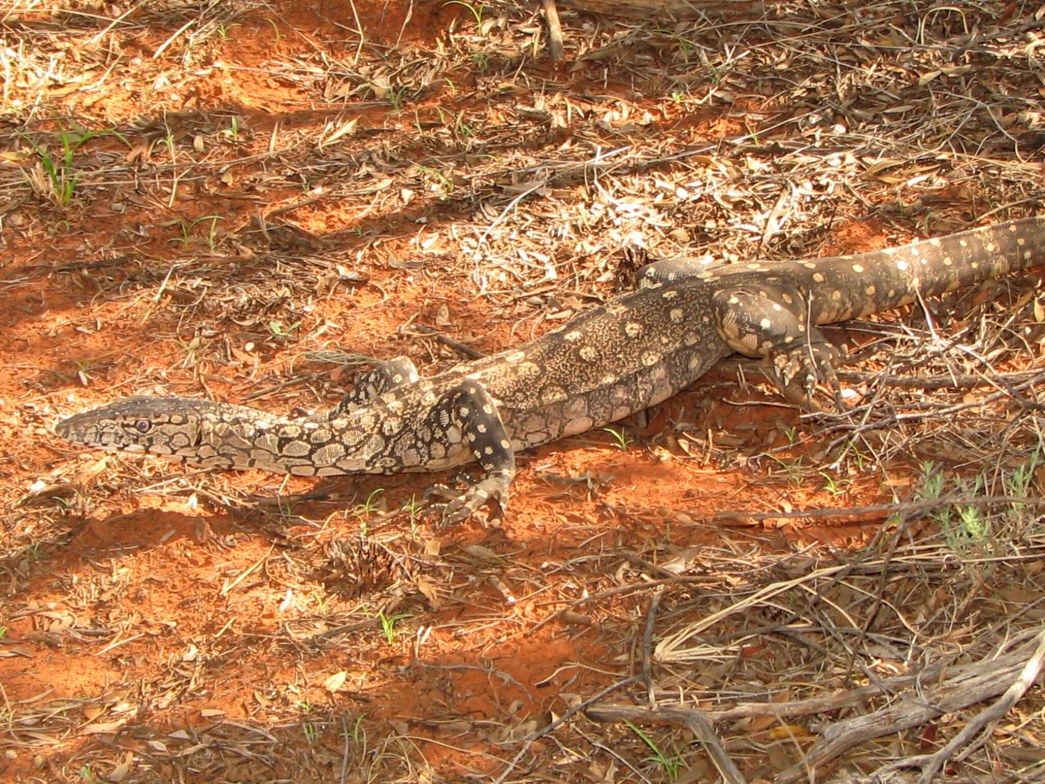 Image of Perentie