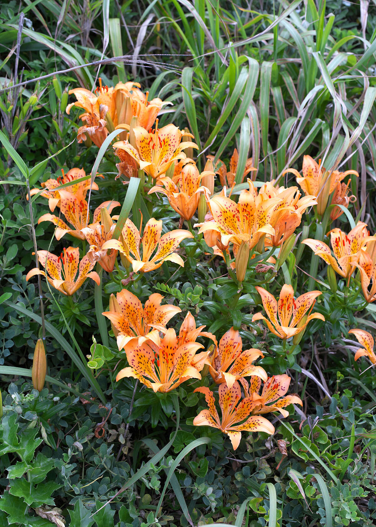 Image of Lilium maculatum Thunb.