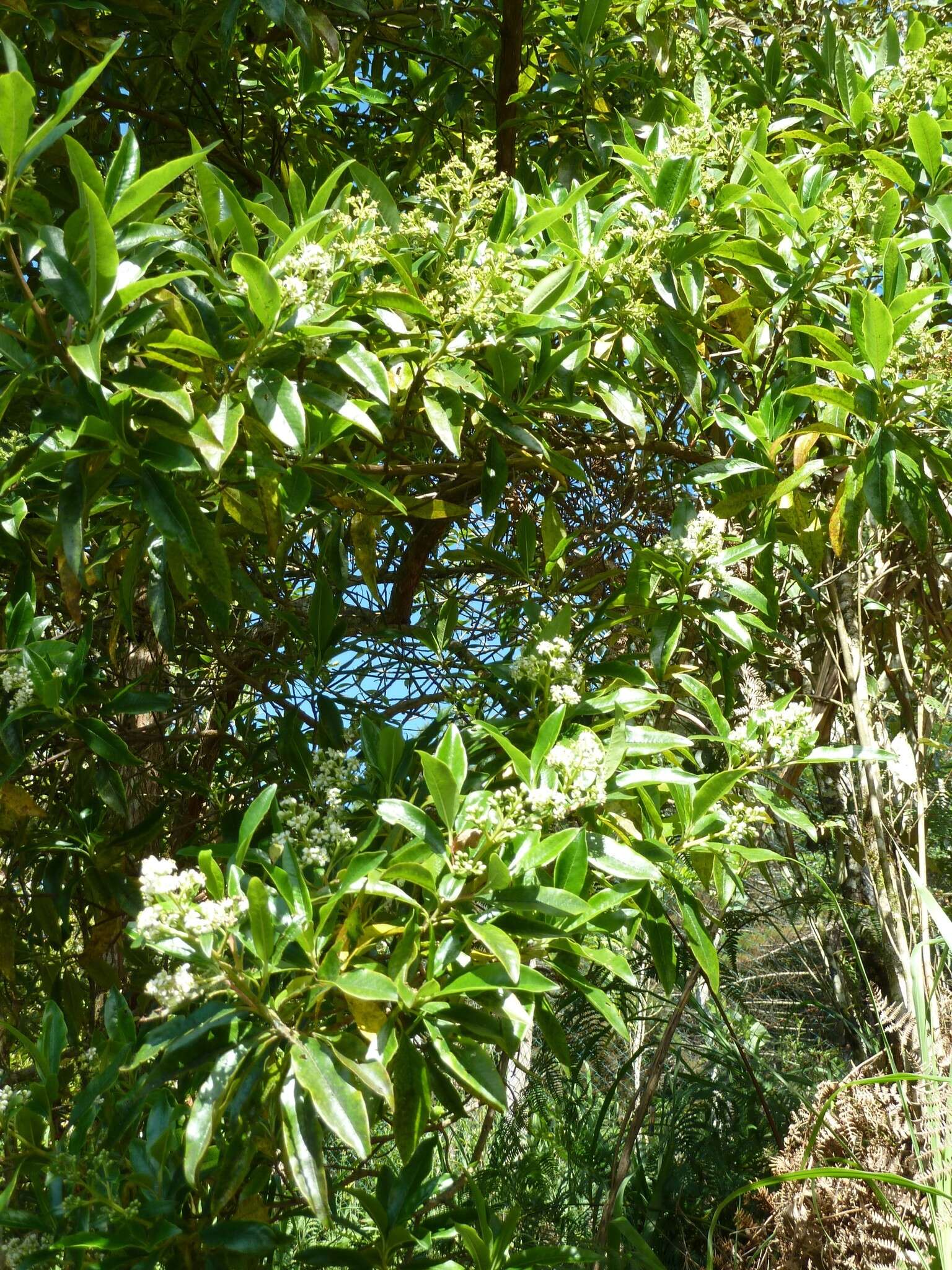 Image of Escallonia paniculata (Ruiz & Pav.) Roem. & Schult.