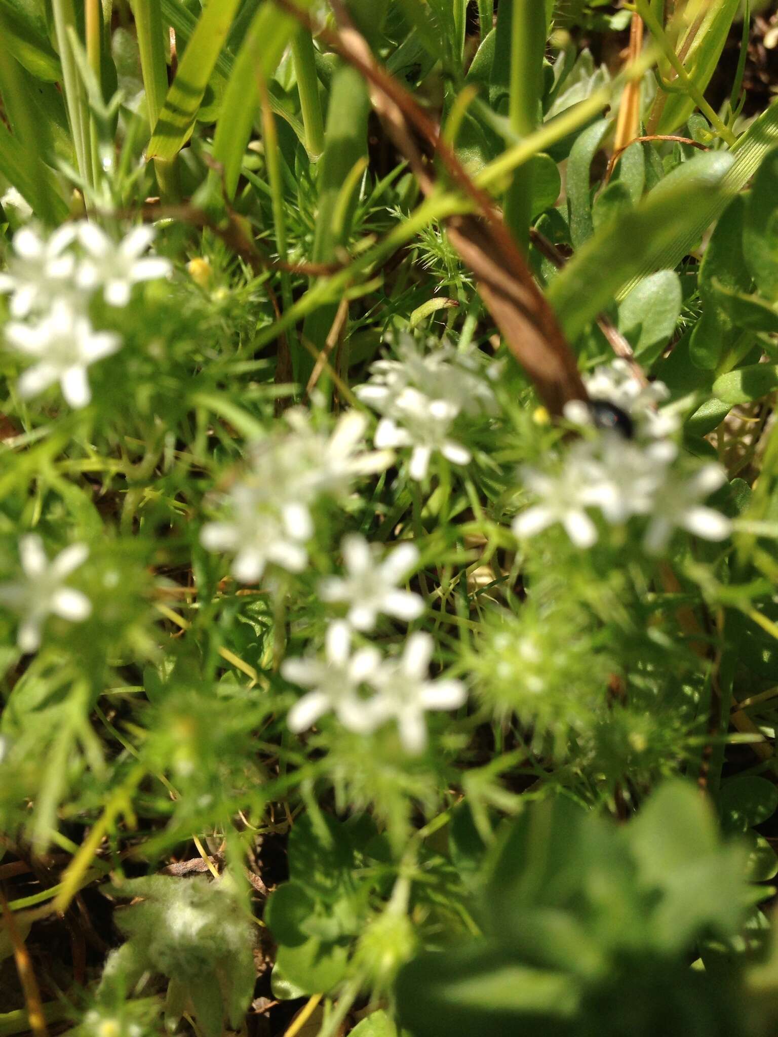 Image of Baker's navarretia