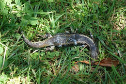 Image of Northern Spotted Skink