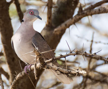 Image of African Mourning Dove