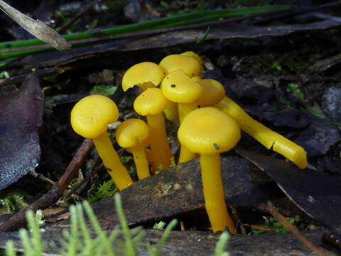 Hygrocybe chromolimonea (G. Stev.) T. W. May & A. E. Wood 1995的圖片