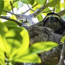Image of Pygmy Three-toed Sloth