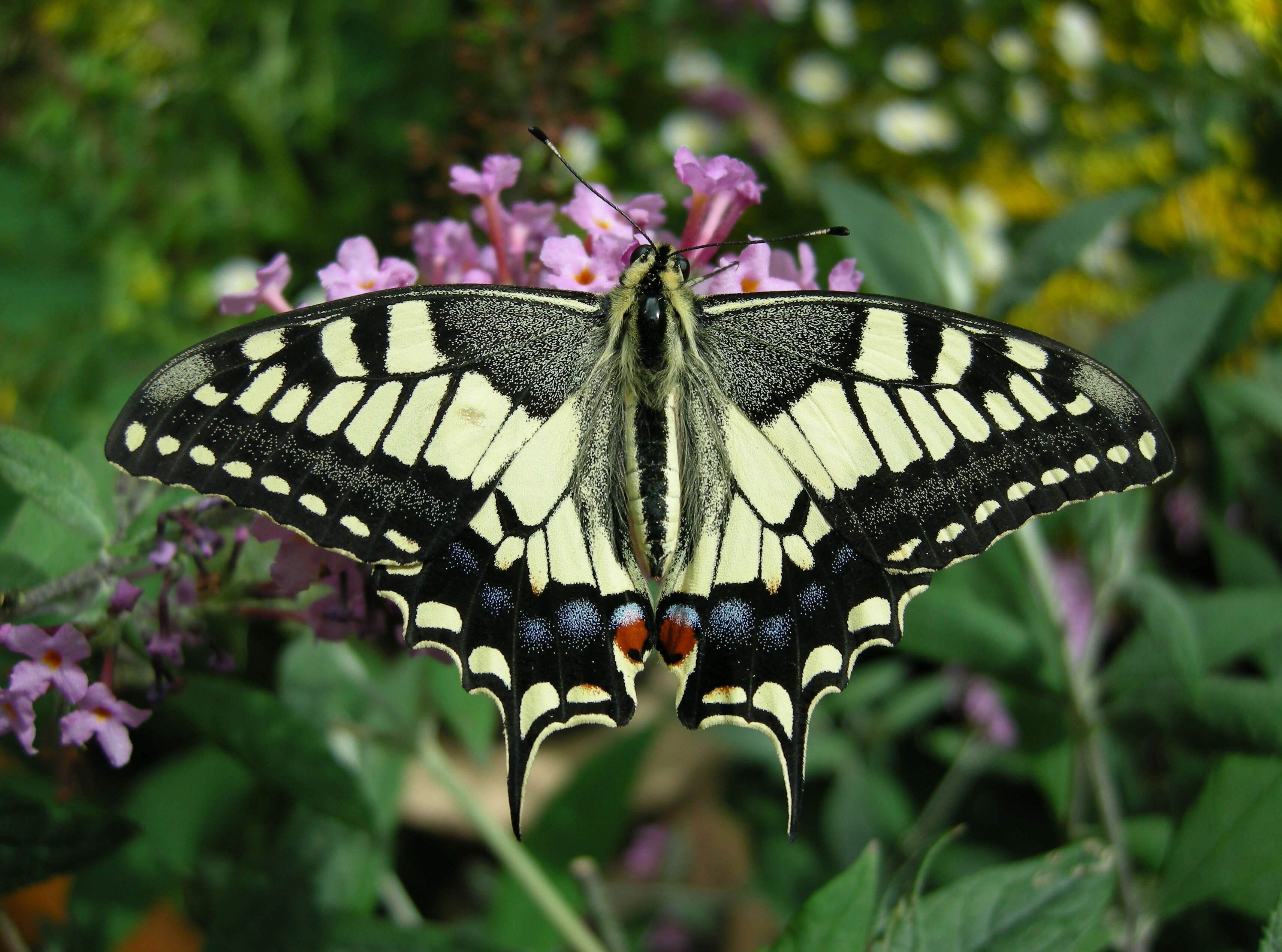 Image of Old World Swallowtail