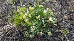 Image de Oxytropis caespitosa (Pall.) Pers.