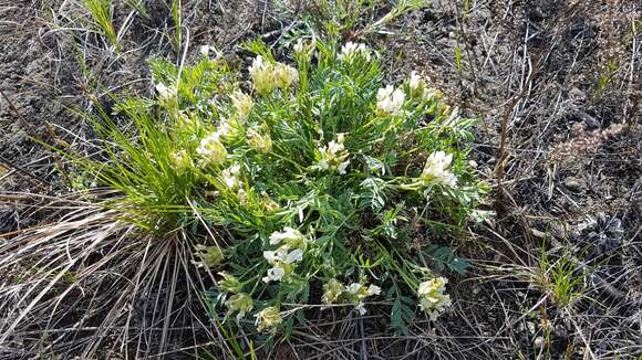 Image of Oxytropis caespitosa (Pall.) Pers.