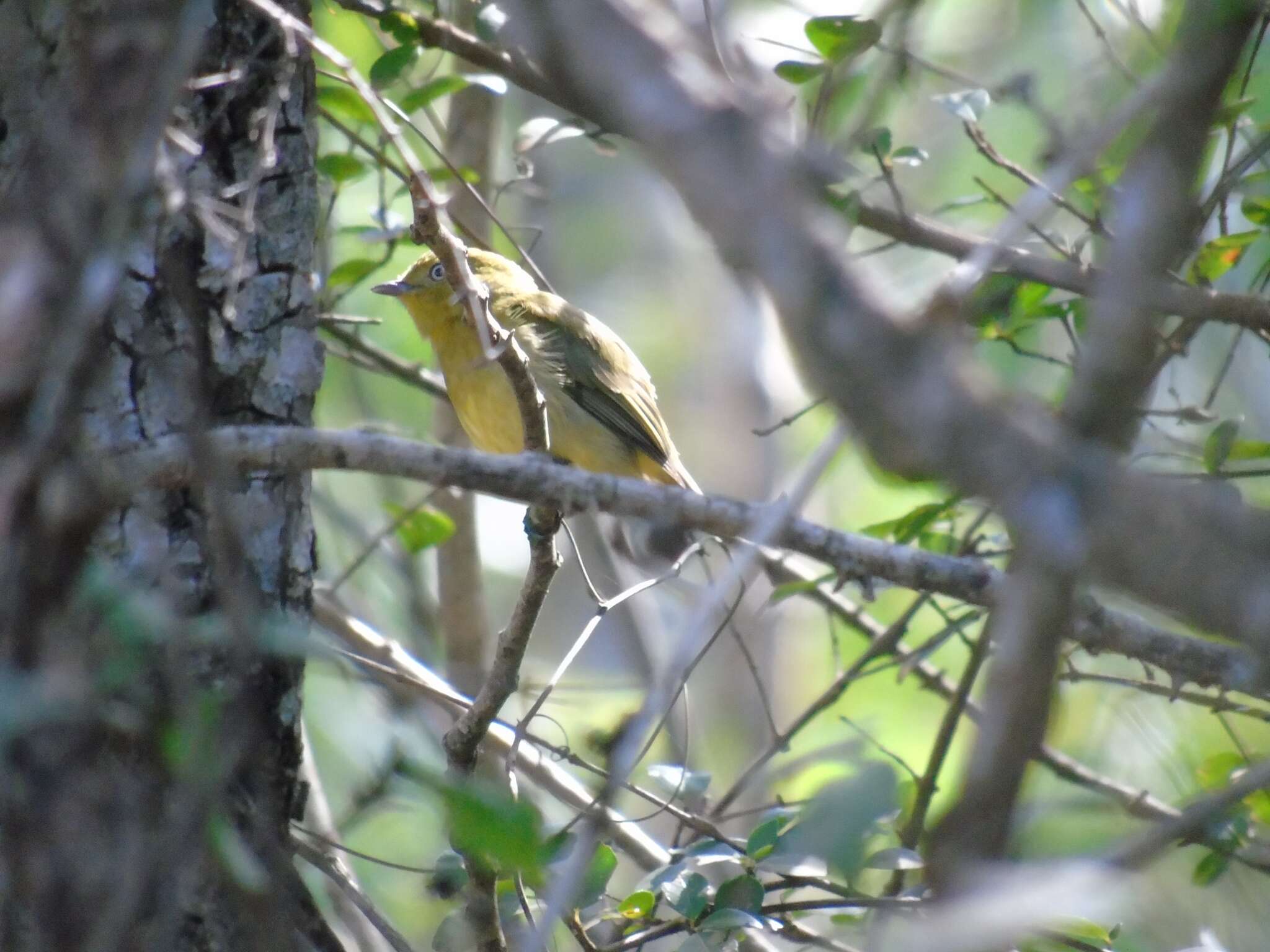 Image of Band-tailed Manakin