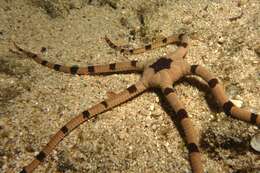 Image of Banded Brittle Star