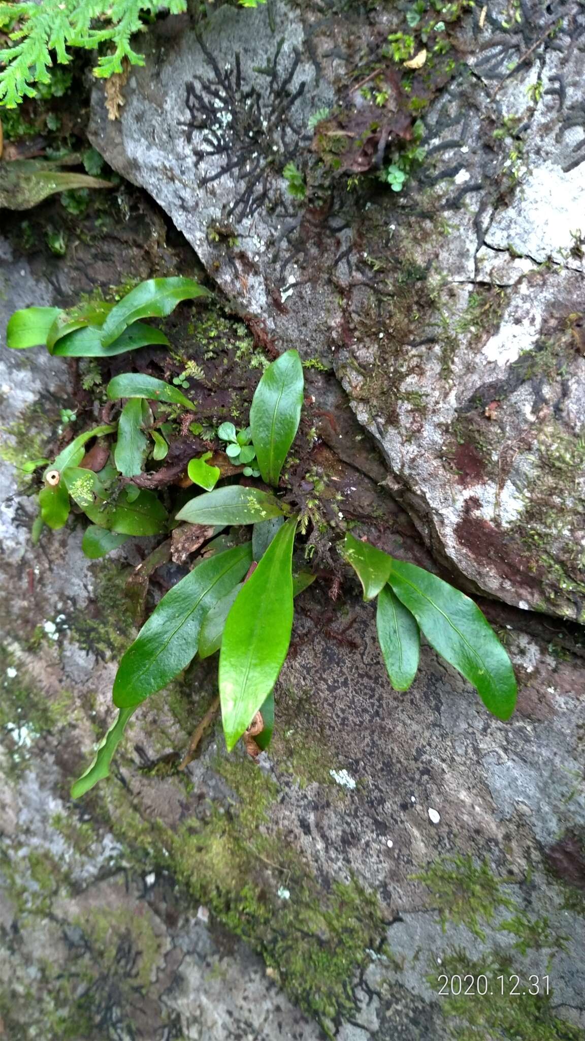 Image of Loxogramme salicifolia (Mak.) Mak.