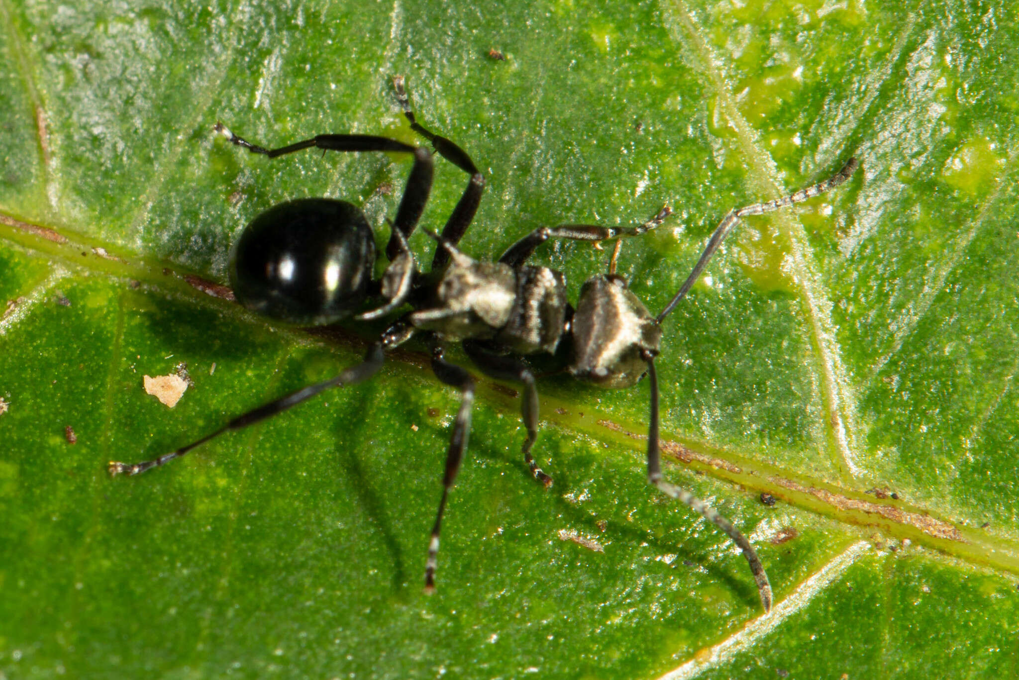 Image de Polyrhachis cleopatra Forel 1902