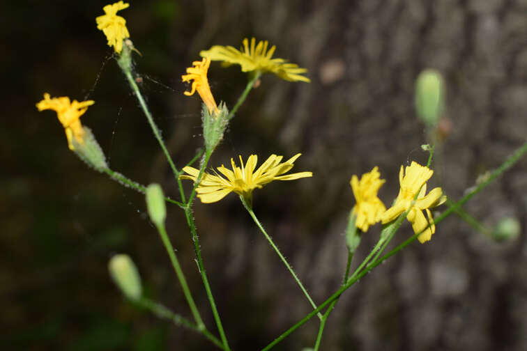 Image of Lapsana communis subsp. intermedia (M. Bieb.) Hayek