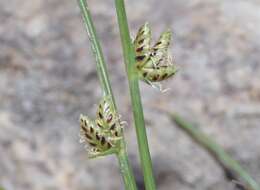 Слика од Cyperus laevigatus L.