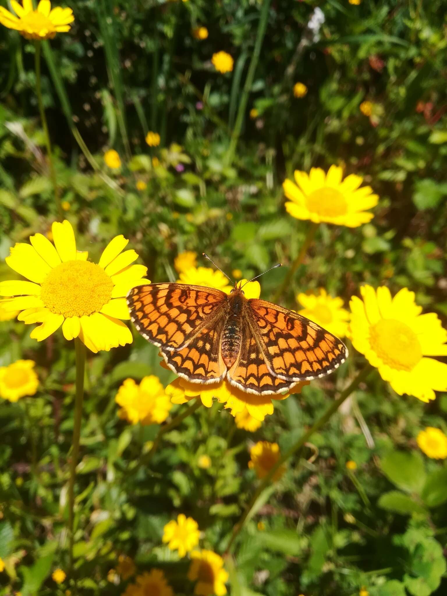 Plancia ëd <i>Melitaea deione</i>