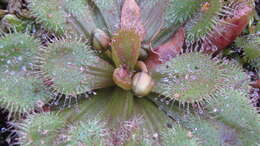 Image of Drosera whittakeri Planch.