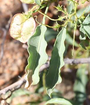 Image of Dodonaea petiolaris F. Müll.