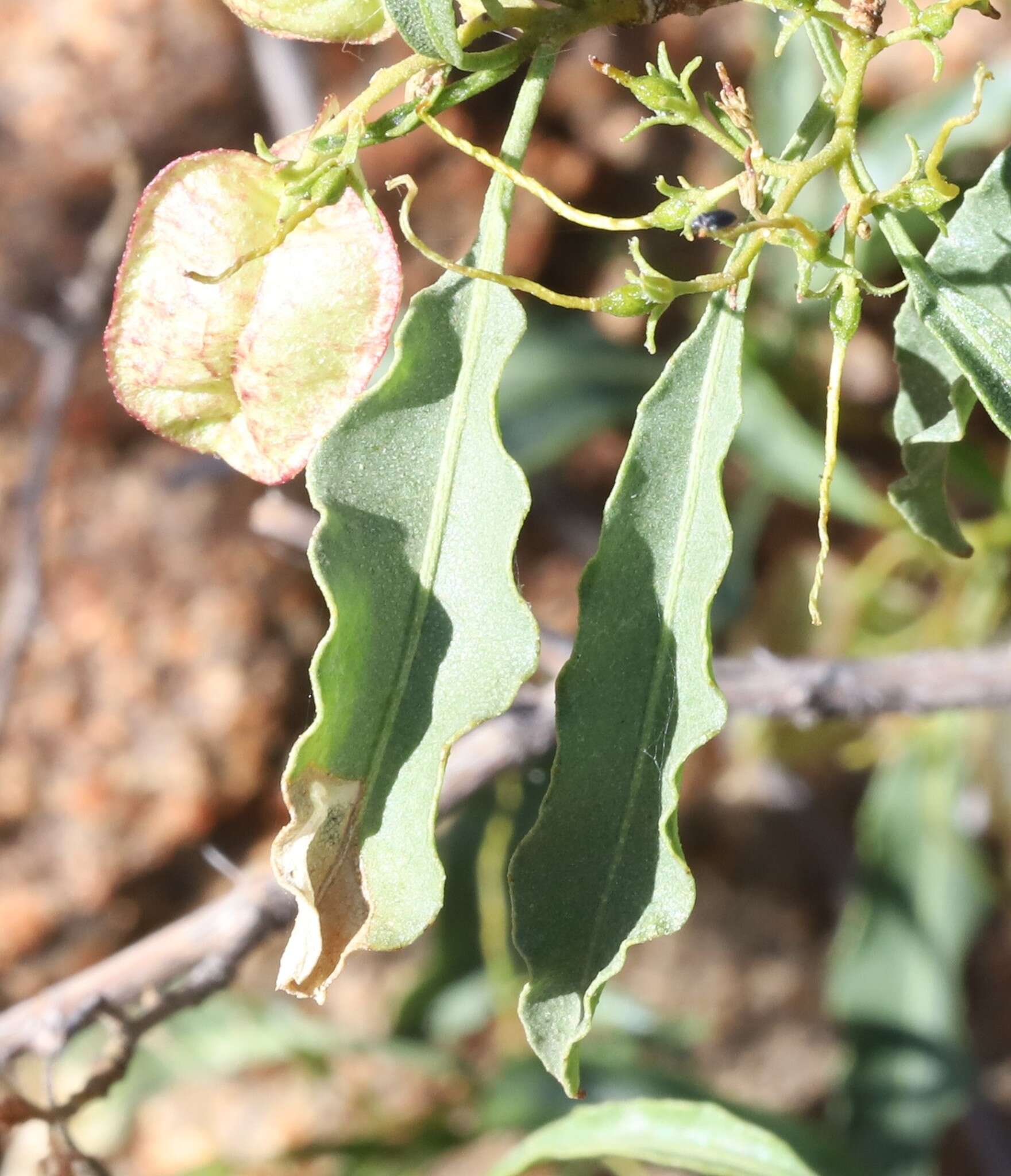 Image of Dodonaea petiolaris F. Müll.