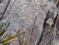 Image of Cederberg haworthia