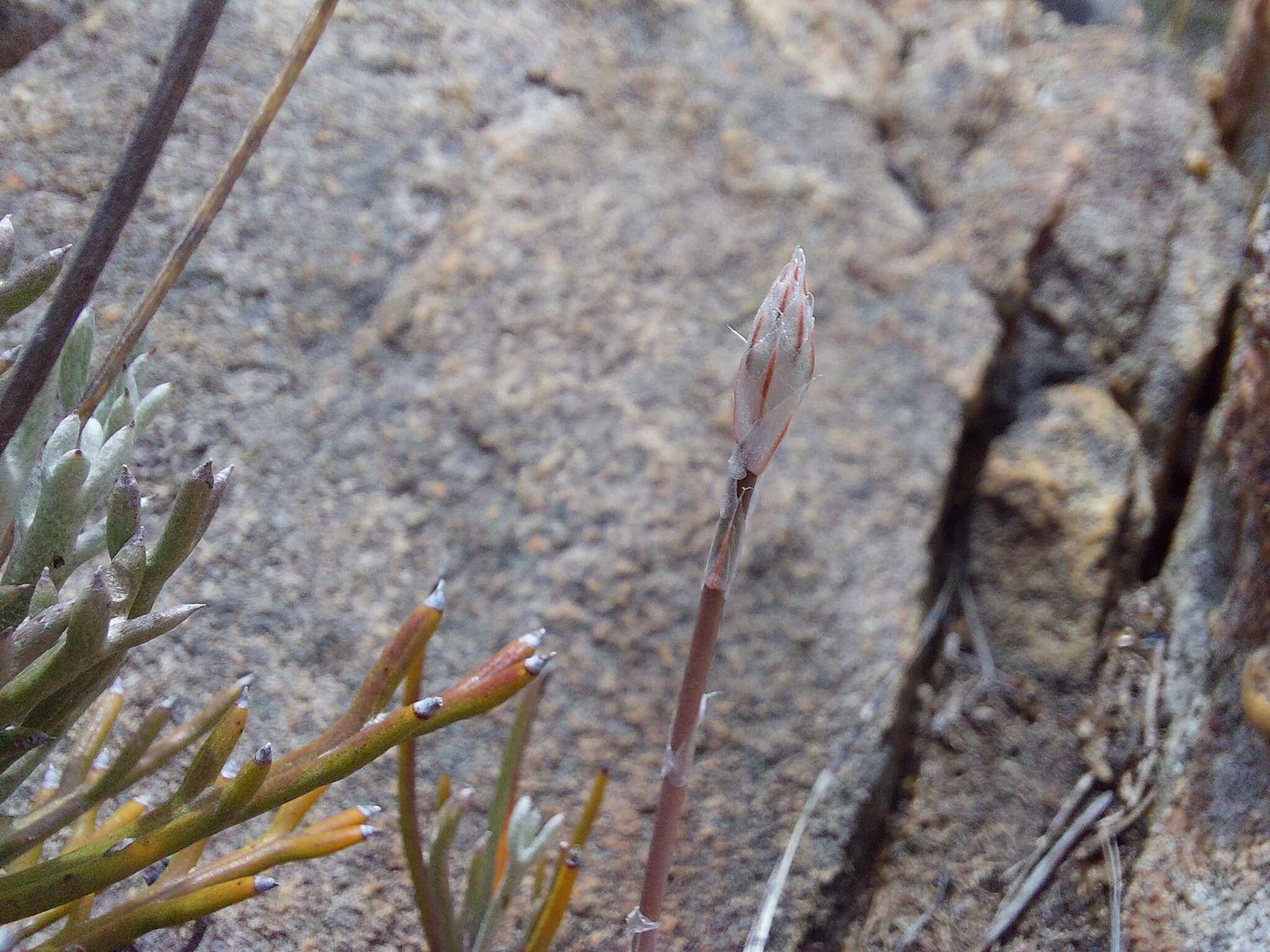 Image of Cederberg haworthia